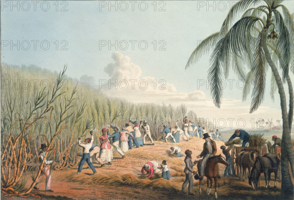 Slaves cutting the sugar cane, Antigua, 1823. African slaves cutting sugar cane on a plantation, supervised by a colonial on horseback. From "Ten Views in the Island of Antigua, in which are represented the process of sugar making, and the employment of the negroes ... From drawings made by W Clark, etc" written and illustrated by William Clark. (London, 1823).