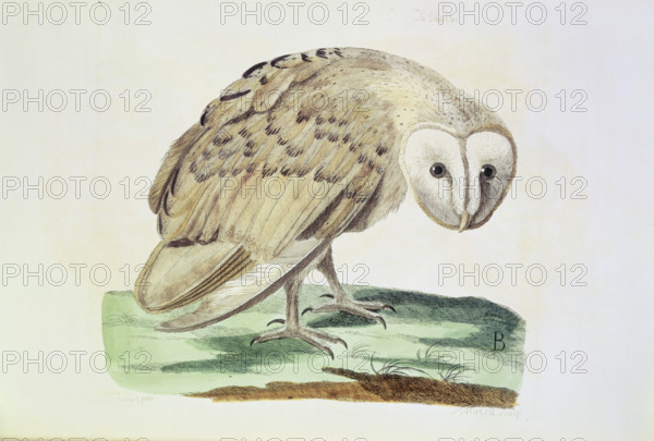 The White Owl, 1766. Detailed study of the bird standing on some turf. From "The British Zoology" a series of one hundred and thirty two plates by Thomas Pennant. (London, 1766).