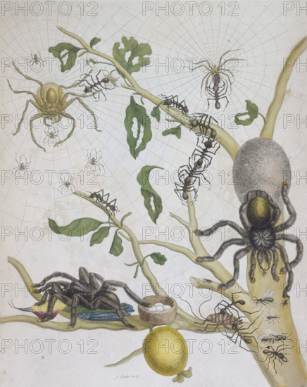 Spiders with their eggs, 1705. Two spider's webs and a branch are crowded with ants, spiders, and their eggs. A tarantula is devouring a dead bird, another is laying eggs in a nest. Ants attack a cockroach while others form a chain. Page/Folio No: 74, Plate18 from "Metamorphosis insectorum Surinamensium...." by Sybilla Merian. (Amsterdam, 1705].