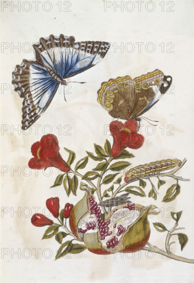 Butterfly and Caterpillar, 1705. A pomogranate resting on a branch, is about to be devoured by a caterpillar and butterflies. No.74. Plate9 from "Metamorphosis insectorum Surinamensium...." by Sybilla Merian. (Amsterdam, 1705].