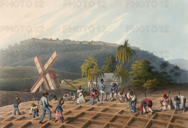 Slaves planting sugar cane on a plantation, Antigua, 1823. From "Ten Views in the Island of Antigua, in which are represented theprocess of sugar making, and the employment of the negroes...From drawings made by W Clark, etc. (With descriptive letterpress)" by William Clark. (London, 1823).