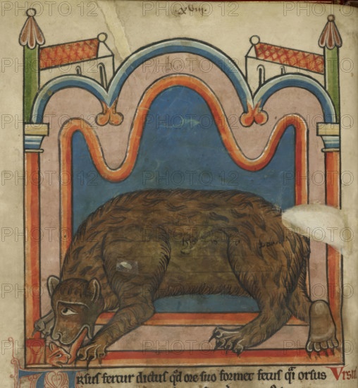 Bear licking a cub into shape, c1230s. From Bestiary, with extracts from Giraldus Cambrensis on Irish birds.