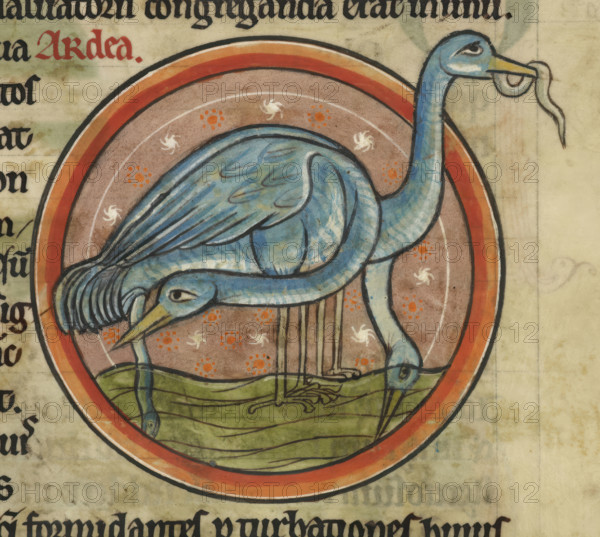 A heron on the water. A wading water bird with long neck and beak, c1230s. From Bestiary, with extracts from Giraldus Cambrensis on Irish birds.