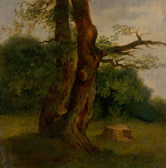 Study of a tree in leaf, 1860-1870.