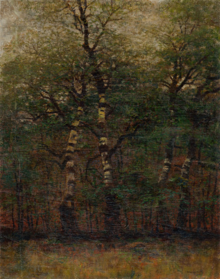 Inside of Birch Forest, 1900-1910.