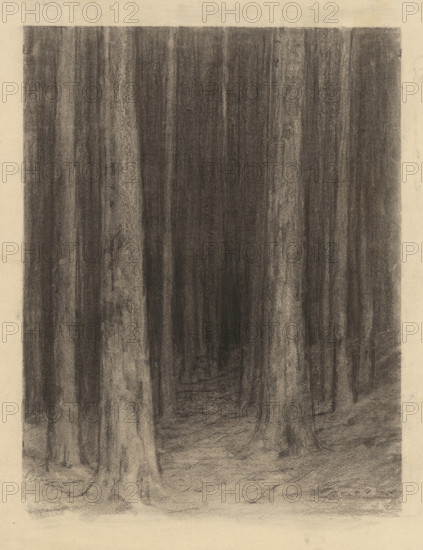 Forest twilight, around 1930.