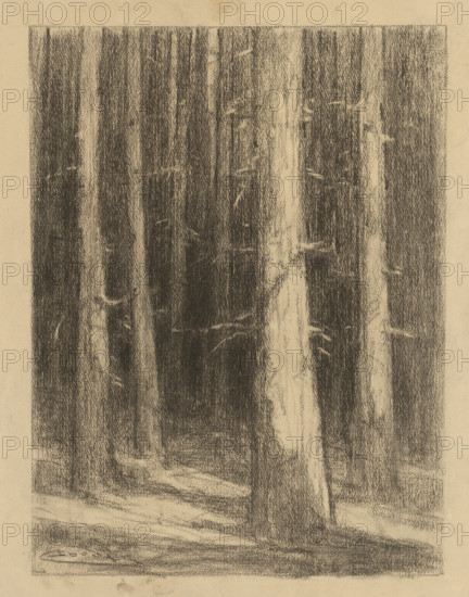 Tree trunks, around 1930.