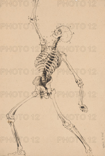 Study of a human skeleton, 1880-1904.