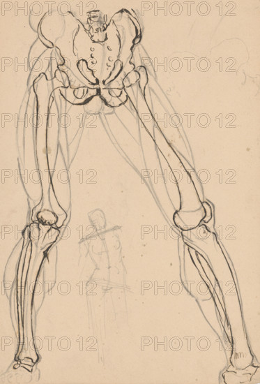 Study of the skeleton and muscles of the legs, 1880-1904.