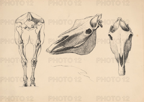 Studies of skeletons and skulls, 1880-1904.