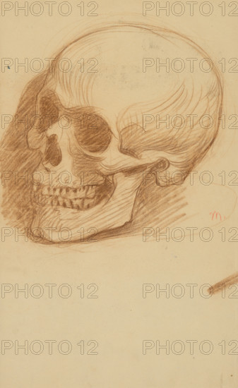 Study of a skull, 1895-1900.
