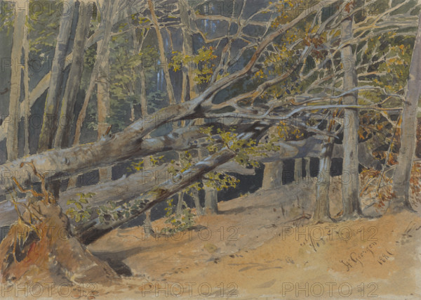 Study of felled trees, 1881.