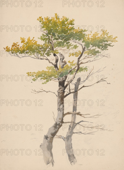 Study of a deciduous tree, around 1881.