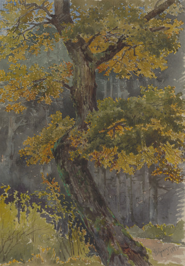 Study of a deciduous tree. Motif from St. George, 1881.