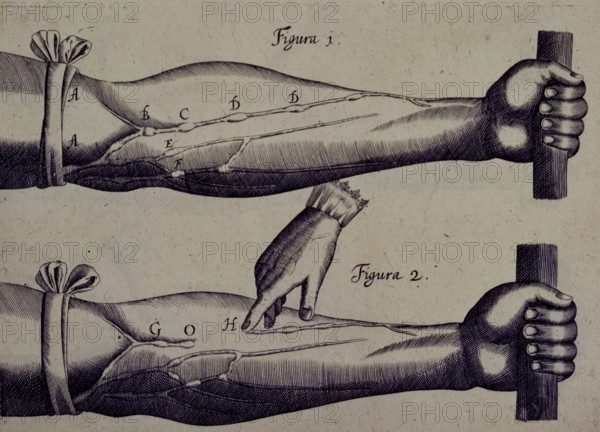 Two arms, and a finger pointing towards a vein, 1628. Creator: Unknown.