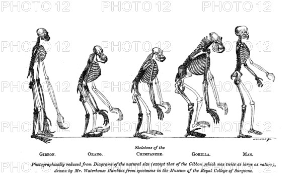 Skeletons of the Gibbon, Orang, Chimpanzee, Gorilla, Man, 1863. Creator: Unknown.