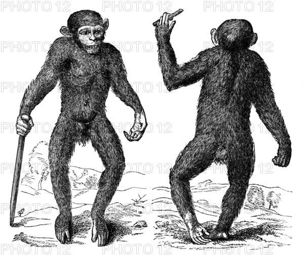The Pygmie, 1699, (1863). Creator: Unknown.