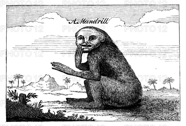 A Mandrill, 1744, (1863). Creator: Unknown.