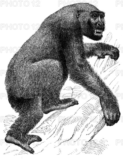 The Gorilla, 19th century? Creator: Unknown.