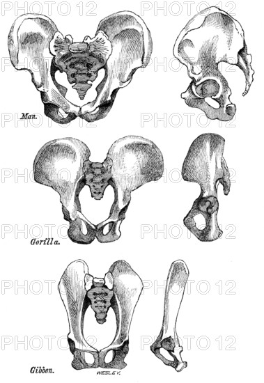 Front and side views of the bony pelvis of Man, Gorilla and Gibbon, 1863. Creator: WH Wesley.