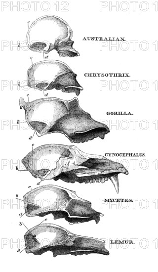 Australian, Chrysothrix, Gorilla, Cynocephalus, Mycetes, Lemur, 1863. Creator: Unknown.