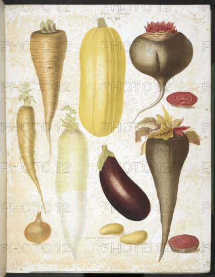 A selection of vegetables, including aubergine, onion, carrot, and potato, 1850. Creators: Elisa Champin, Mlle Coutance.