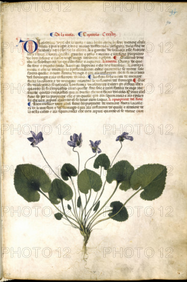 Violet plant, c1400 . Creator: Unknown.