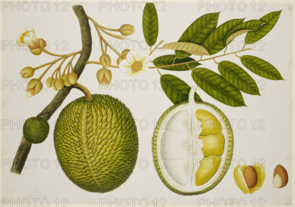 Durio Zibethinus (Bombacaceae), c1824. Creator: Unknown.