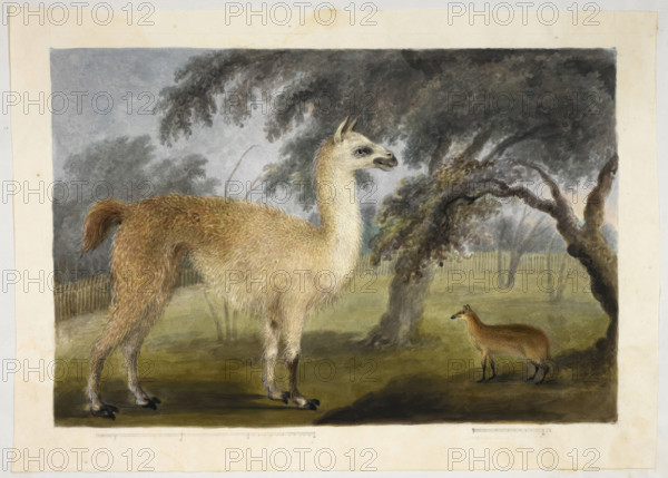 A llama and its young in a park, presumably Barrackpore, 1818-1820. Creator: Sita Ram.