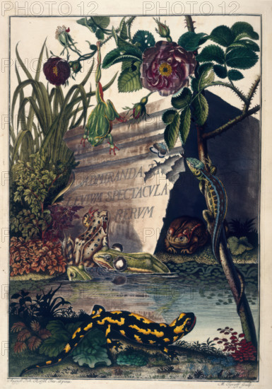Pond Life, 1758. Creator: August Johann Rosel Von Rosenhof.