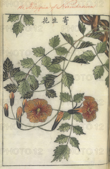 Trumpet flower, 1750-1765. Creator: Shimada Mitsufusa.