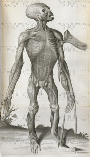 An anatomical drawing, 1699. Creator: Michael Vandergucht.