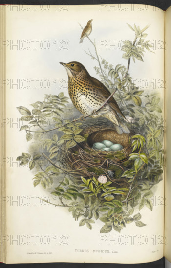 A thrush, sitting above its nest, containing eggs, 1873. Creator: Henry Constantine Richter.