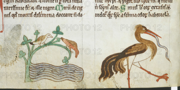 Birds found in Ireland, c1220. Creator: Unknown.
