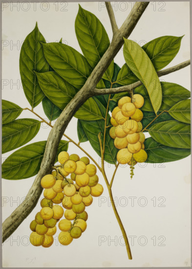 Lansium domesticum, c1824. Creator: Unknown.