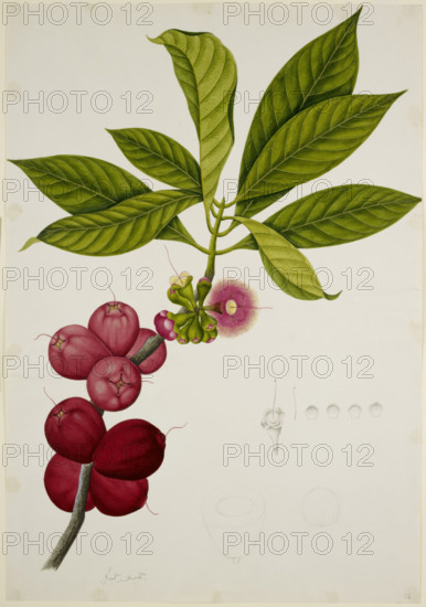 Malay Apple, 1824. Creator: Unknown.
