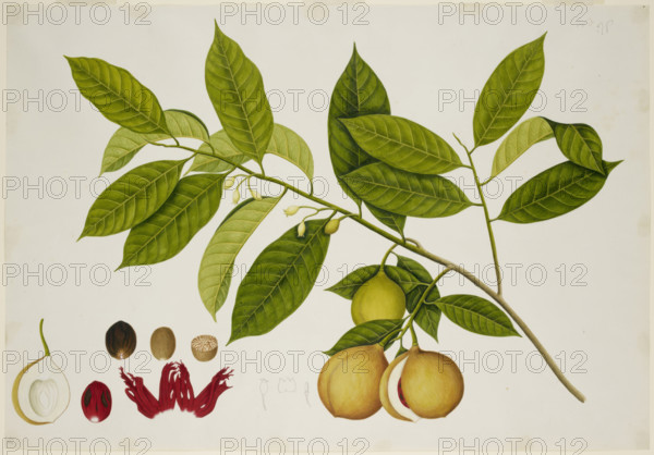 Nutmeg Tree, c1824. Creator: Unknown.