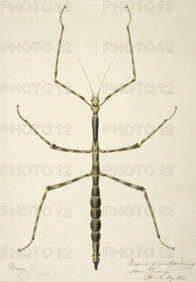 Stick insect, c1820. Creator: Unknown.