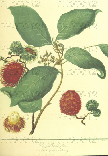 The Rambootan, a Fruit of the Poolasang, 1806. Creator: Thomas Medland.