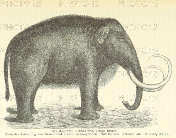The Mammoth, 1885. Creator: Unknown.