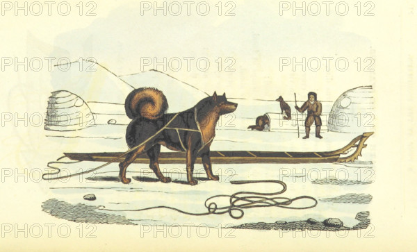 Husky and sledge, 1825.  Creator: Unknown.