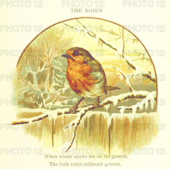 The Robin, 1893. Creator: Jessie Hall.