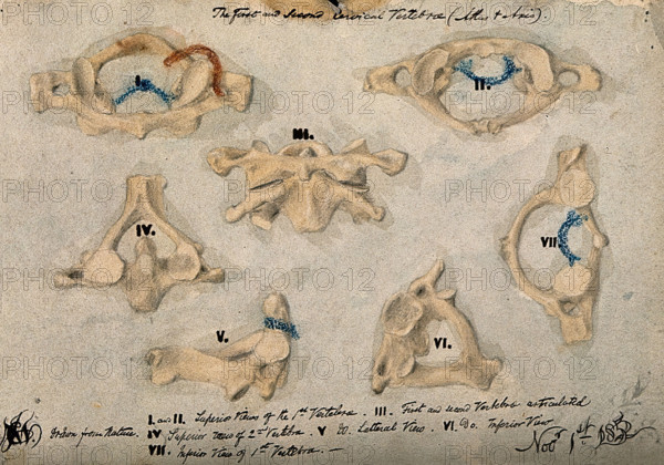 The first and second cervical vertebrae, 1852/11/09. Creator: J.C. Whishaw.