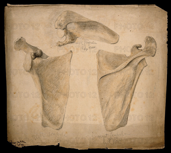 The right scapula: three figures, 1853. Creator: J.C. Whishaw.