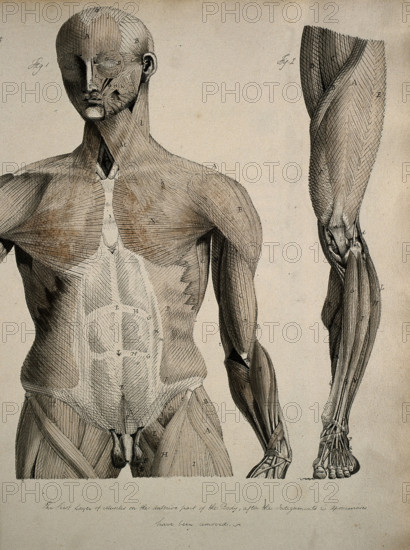 Left, muscles of the head and trunk (front view); right, muscles of the..., between 1800 and 1899. Creator: Unknown.