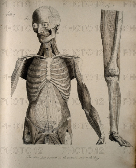 Left, muscles of the head and trunk (front view); right, muscles of the..., between 1800 and 1899. Creator: Unknown.