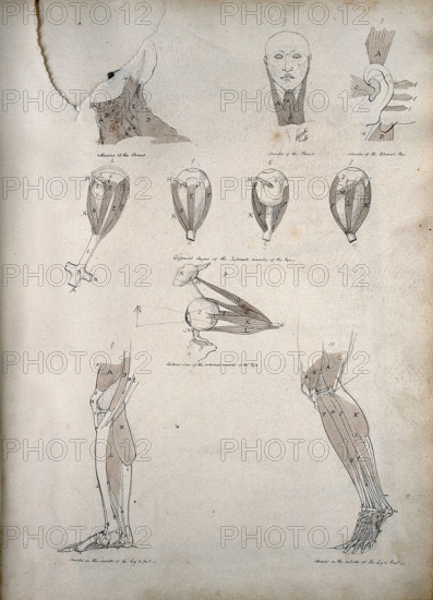 Muscles of the neck, ear, eye, and lower limb: ten figures, between 1800 and 1899. Creator: Unknown.