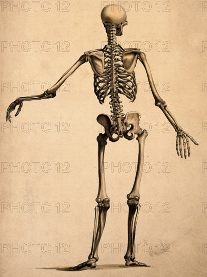 Skeleton, seen from behind, with left arm outstretched, 1830-1835. Creator: Bernhard Siegfried Albinus.