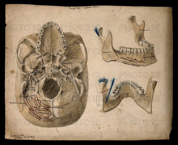 Base of the skull, with details showing the lower jaw, 1854/02/25. Creator: J.C. Whishaw.
