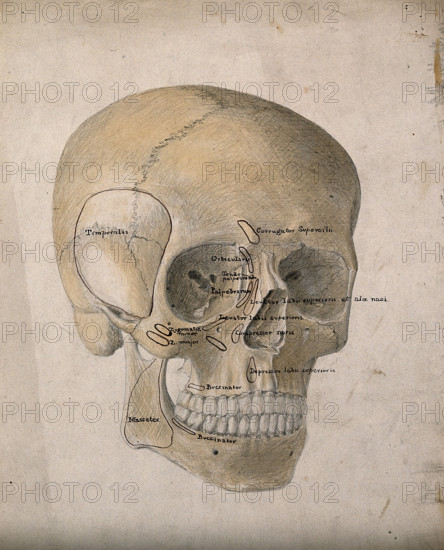 Human skull: three-quarter view, 1854. Creator: J.C. Whishaw.